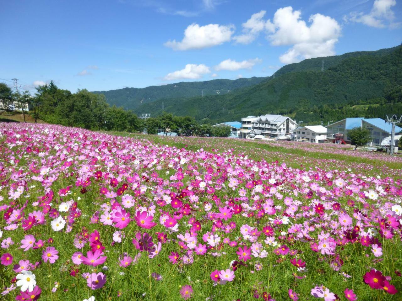 Hotel Joyful Honoki Takayama  Exterior foto